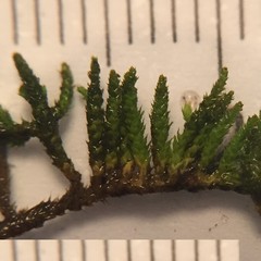 Claopodium rostratum