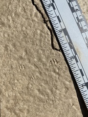 Perognathinae