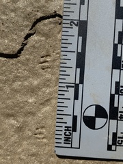 Perognathinae
