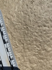 Perognathinae