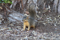 Sciurus niger