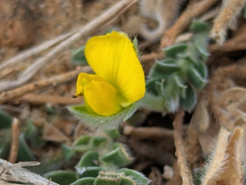 Crotalaria similis observed 2026-04-27
