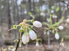 Vaccinium formosum