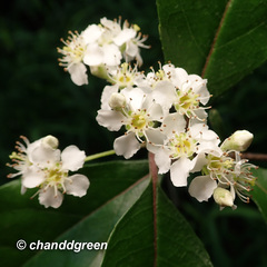 Photinia benthamiana