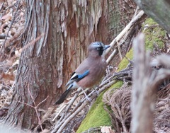 Garrulus glandarius japonicus