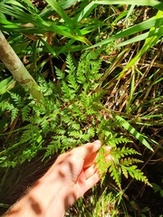 Pteris macilenta