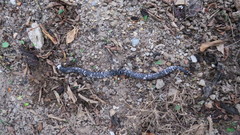 Amphisbaena fuliginosa