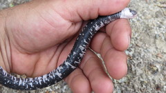 Amphisbaena fuliginosa