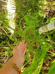Pteris macilenta
