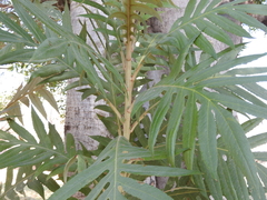 Bocconia arborea