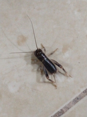 Gryllinae