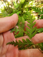 Pteris macilenta