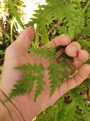 Pteris macilenta