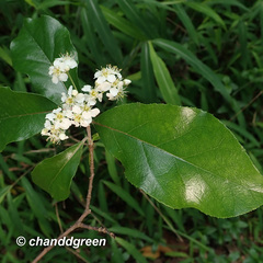 Photinia benthamiana