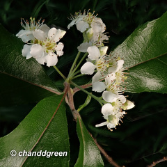 Photinia benthamiana