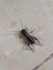 Gryllinae