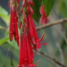 Fuchsia boliviana - Photo (c) James Steamer, μερικά δικαιώματα διατηρούνται (CC BY-NC), uploaded by James Steamer