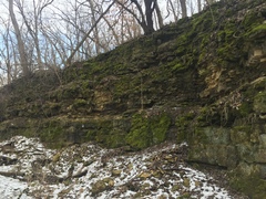 Sciuro-hypnum plumosum