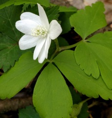 Anemonoides lancifolia
