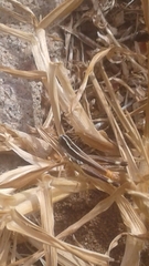 Macrotona securiformis