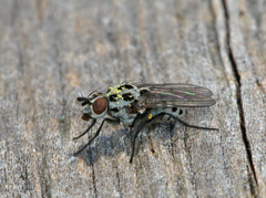 Anthomyia pluvialis