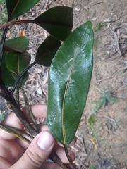 Ficus destruens