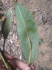 Ficus destruens