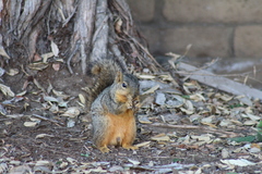 Sciurus niger