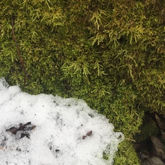 Sciuro-hypnum plumosum