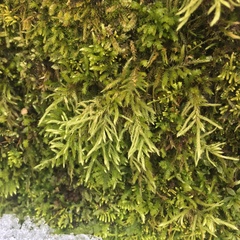 Sciuro-hypnum plumosum