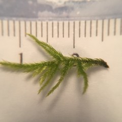 Sciuro-hypnum plumosum