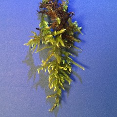 Sciuro-hypnum plumosum