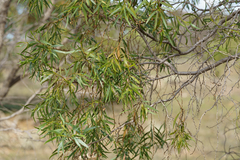 Myoporum platycarpum, photograph (c) Kym Nicolson, some rights reserved (CC BY)