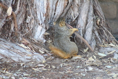 Sciurus niger