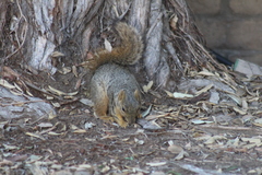 Sciurus niger