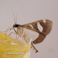 Glyphodes actorionalis