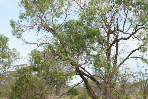 Myoporum platycarpum, photograph 4