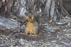 Sciurus niger
