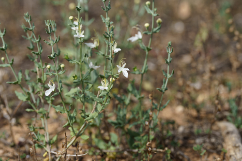 Teucrium racemosum, photograph 5