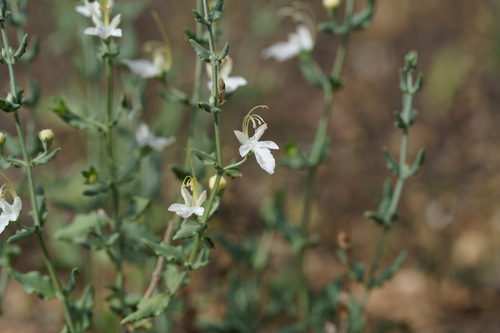 Teucrium racemosum, photograph 6