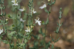 Teucrium racemosum, photograph (c) Kym Nicolson, some rights reserved (CC BY)