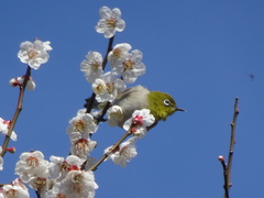 Zosterops japonicus