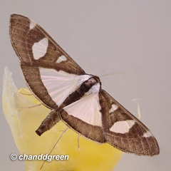 Glyphodes actorionalis