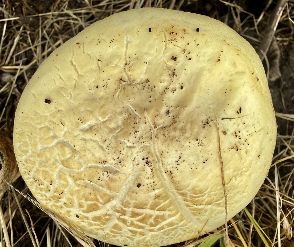 Agrocybe praecox · April 2026 · photo: © hllrnnr (iNaturalist, cc0)