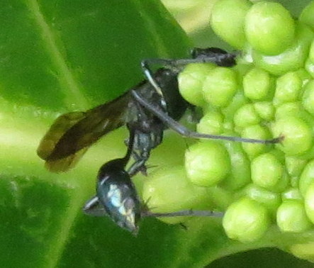 Oriental Mud-dauber Wasp photo 3