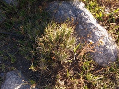 Tephrocactus verschaffeltii