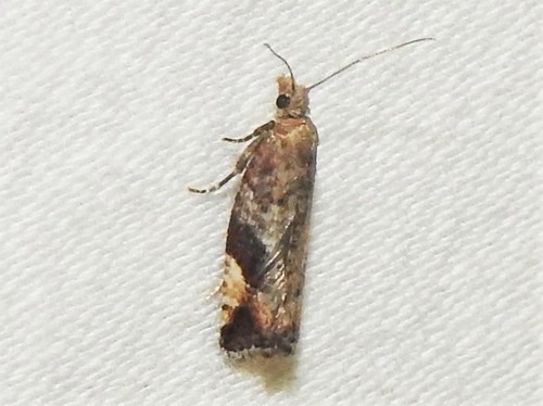 Epinotia medioplagata