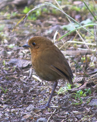 Grallaria saturata