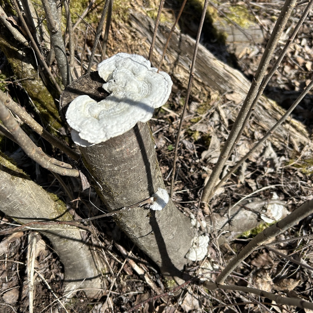 Trametes hirsuta · April 2026 · photo: © artot_t_maatta (iNaturalist, cc0)