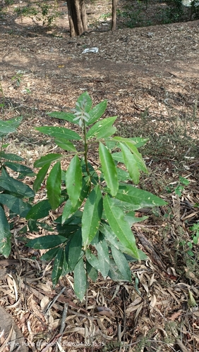 Glycosmis pentaphylla observed 2026-04-26